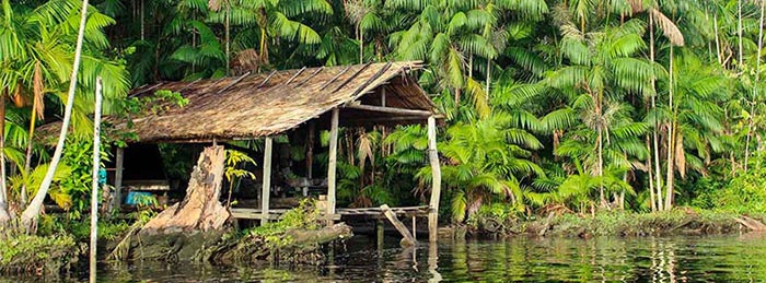 Projekt Waldschutz mit ClimatePartner bei cupstorys.com